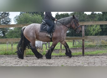 Belgisches Kaltblut, Stute, 15 Jahre, 158 cm, Roan-Bay