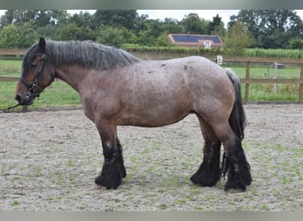 Belgisches Kaltblut, Stute, 15 Jahre, 158 cm, Roan-Bay