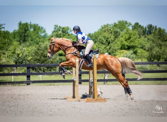 Belgisches Kaltblut, Stute, 18 Jahre, 183 cm, Palomino