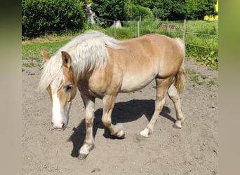 Belgisches Kaltblut Mix, Stute, 1 Jahr, Fuchs