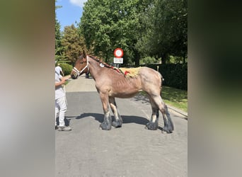 Belgisches Kaltblut, Stute, 1 Jahr, Roan-Bay