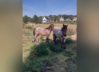 Belgisches Kaltblut, Stute, 1 Jahr, Roan-Bay