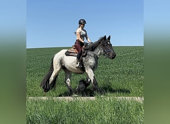 Belgisches Kaltblut, Stute, 3 Jahre, 155 cm, Blauschimmel