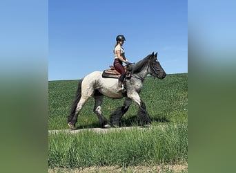 Belgisches Kaltblut, Stute, 3 Jahre, 155 cm, Blauschimmel