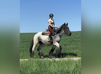 Belgisches Kaltblut, Stute, 3 Jahre, 155 cm, Blauschimmel
