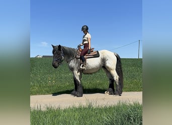 Belgisches Kaltblut, Stute, 3 Jahre, 155 cm, Blauschimmel