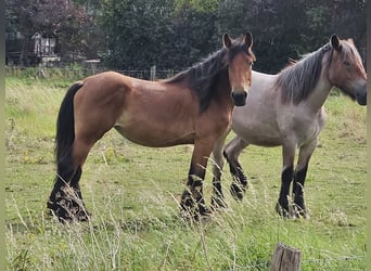 Belgisches Kaltblut, Stute, 3 Jahre