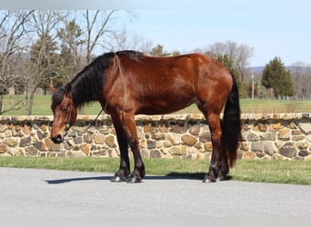 Belgisches Kaltblut Mix, Stute, 4 Jahre, Rotbrauner