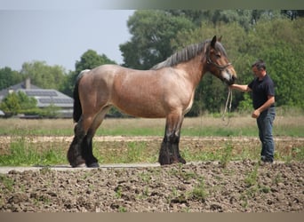 Belgisches Kaltblut, Stute, 5 Jahre, 165 cm