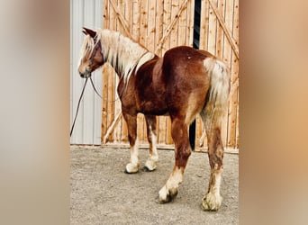 Belgisches Kaltblut, Stute, 5 Jahre, 188 cm, Rotfuchs