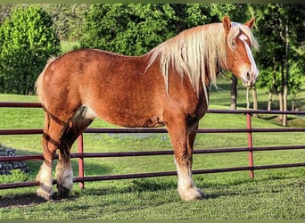 Belgisches Kaltblut Mix, Stute, 6 Jahre, 107 cm, Brauner