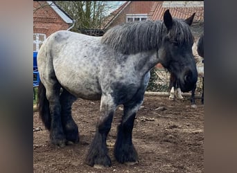 Belgisches Kaltblut, Stute, 6 Jahre, 165 cm, Blauschimmel