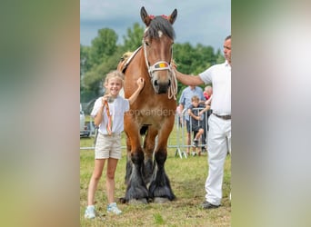Belgisches Kaltblut, Stute, 6 Jahre, Brauner