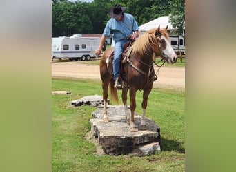 Belgisches Kaltblut Mix, Stute, 7 Jahre, Dunkelfuchs