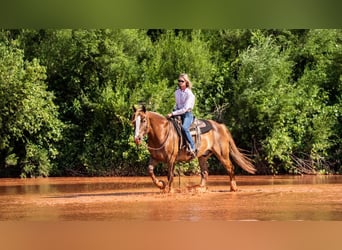 Belgisches Kaltblut Mix, Wallach, 10 Jahre, 157 cm, Rotfuchs