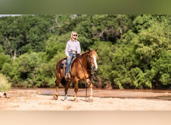 Belgisches Kaltblut Mix, Wallach, 10 Jahre, 157 cm, Rotfuchs