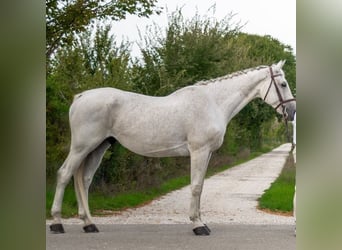 Belgisches Kaltblut, Wallach, 10 Jahre, 163 cm, White
