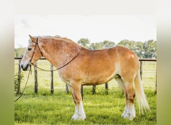 Belgisches Kaltblut, Wallach, 11 Jahre, 157 cm, Rotfuchs