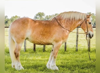 Belgisches Kaltblut, Wallach, 11 Jahre, 157 cm, Rotfuchs