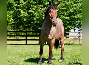 Belgisches Kaltblut Mix, Wallach, 11 Jahre, Roan-Red
