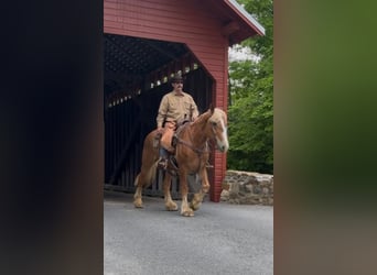 Belgisches Kaltblut, Wallach, 13 Jahre, 163 cm, Rotfuchs
