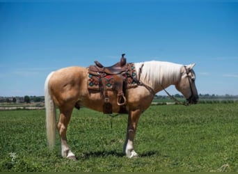 Belgisches Kaltblut, Wallach, 14 Jahre, 163 cm, Palomino