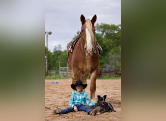 Belgisches Kaltblut, Wallach, 15 Jahre, Roan-Red