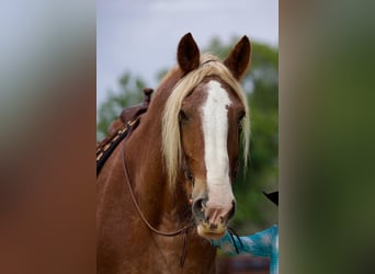 Belgisches Kaltblut, Wallach, 15 Jahre, Roan-Red