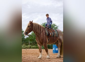 Belgisches Kaltblut, Wallach, 15 Jahre, Roan-Red