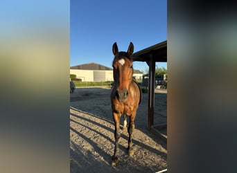 Belgisches Kaltblut Mix, Wallach, 18 Jahre, 164 cm, Brauner