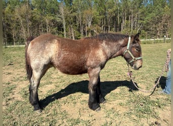 Belgisches Kaltblut, Wallach, 1 Jahr, 132 cm, Roan-Bay