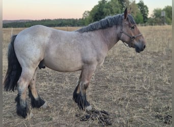 Belgisches Kaltblut, Wallach, 2 Jahre, 148 cm, Rotschimmel