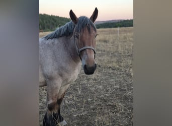 Belgisches Kaltblut, Wallach, 2 Jahre, 148 cm, Rotschimmel