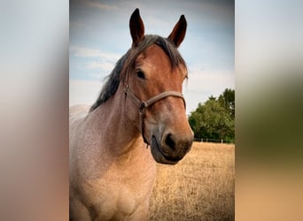 Belgisches Kaltblut, Wallach, 2 Jahre, 148 cm, Rotschimmel