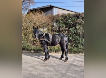 Belgisches Kaltblut Mix, Wallach, 2 Jahre, Rappe