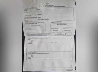 Belgisches Kaltblut Mix, Wallach, 2 Jahre, Rappe