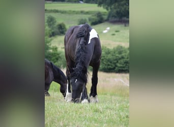 Belgisches Kaltblut Mix, Wallach, 3 Jahre, 160 cm, Rappe