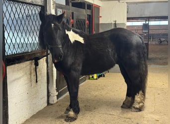 Belgisches Kaltblut Mix, Wallach, 3 Jahre, 160 cm, Rappe