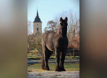 Belgisches Kaltblut, Wallach, 3 Jahre, 165 cm, Roan-Blue