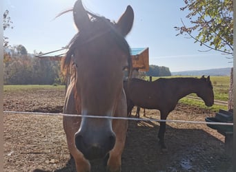 Belgisches Kaltblut, Wallach, 3 Jahre, 168 cm, Brauner