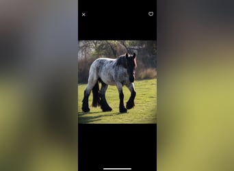Belgisches Kaltblut, Wallach, 3 Jahre, 170 cm, Roan-Blue