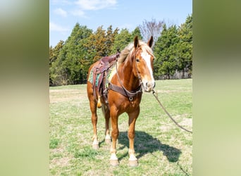 Belgisches Kaltblut, Wallach, 4 Jahre, 160 cm, Dunkelfuchs
