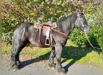 Belgisches Kaltblut, Wallach, 4 Jahre, 160 cm, Rappe