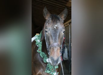 Belgisches Kaltblut Mix, Wallach, 4 Jahre, 160 cm, Rotbrauner