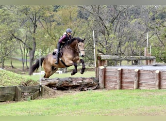 Belgisches Kaltblut Mix, Wallach, 4 Jahre, 173 cm, Buckskin