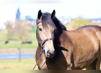 Belgisches Kaltblut Mix, Wallach, 4 Jahre, 173 cm, Buckskin