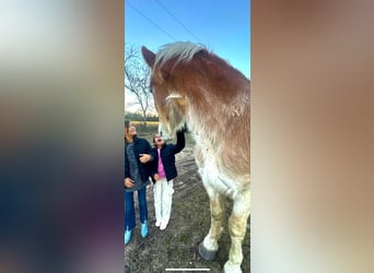 Belgisches Kaltblut, Wallach, 4 Jahre, 173 cm, Dunkelfuchs