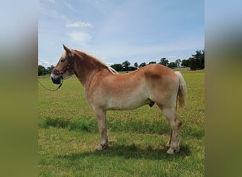 Belgisches Kaltblut, Wallach, 4 Jahre, 173 cm, Dunkelfuchs