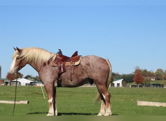 Belgisches Kaltblut Mix, Wallach, 4 Jahre, 173 cm, Roan-Red