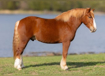 Belgisches Kaltblut, Wallach, 5 Jahre, 152 cm, Rotfuchs